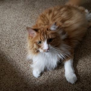 Meet your Posher, Simone